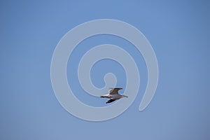 A lone gull isolated in a blue sky