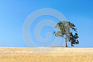 Lone Gum Tree