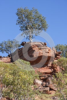 Lone Gum Tree on Rocky Outcrop