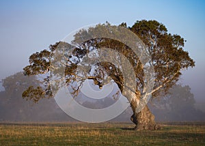 A lone gumtree in a field