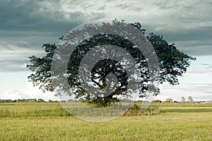 Lone harmonic tree (spreading oak) on sloping field