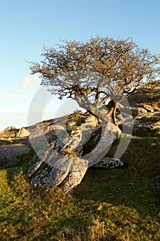 Lone hawthorn tree