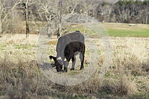 Lone heifer in winter pasture in AL