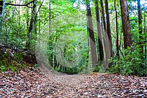 Lone hiking path in forest covered in leaves