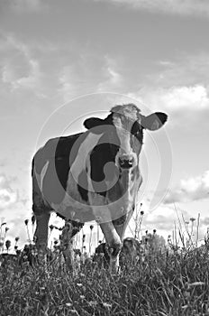 Lone Holstein cow in pasture(black and white)