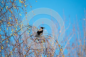 Lone Hooded Crow on a Tree Branch