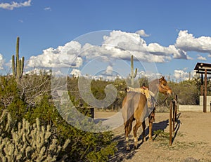 Lone horse saddled up in Scottsdale, Arizona