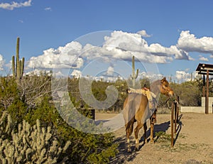 Lone horse saddled up in Scottsdale, Arizona photo
