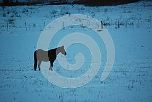 Lone Horse in a Snowy Field