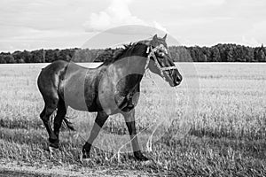 A lone horse walks on the road. runaway horse in the countryside. black and white