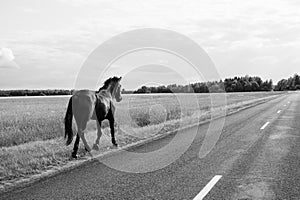 A lone horse walks on the road. runaway horse in the countryside. black and white