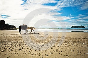 Lone Horses Beach Shore, Costa Rica