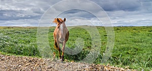 Lone horses in a pasture meadow walks toward camera at roadside.