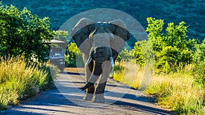 A lone huge and aggressive African elephant  Loxodonta Africana blocking road in a game reserve during safari in South Africa