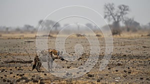 A lone hyena scavenges for food amid a landscape ravaged by drought. As natural ecosystems are disrupted animals are