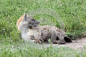 Lone Hyena sleeping in the Serengeti grass