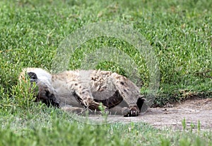 Lone Hyena sleeping in the Serengeti grass