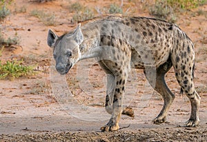 Lone hyena walking in the veld