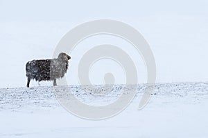 Lone Icelandic black sheep in bleak wild snow storm stoichally facing into the wind