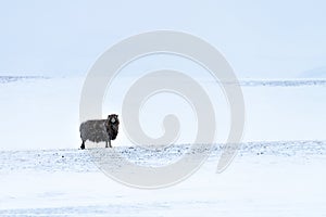 Lone Icelandic black sheep in bleak wild snowscape with gently falling snow