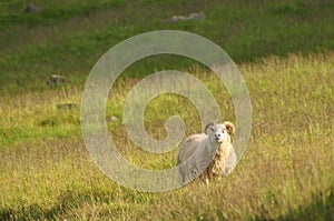 Lone Icelandic sheep grazing in a tall yellow grass landscape in Iceland