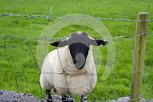 Lone irish sheep