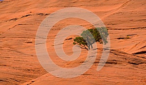 Lone, isolated tree on sandstone rock formation in Arizona