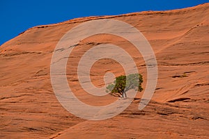 Lone, isolated tree on sandstone rock formation in Arizona