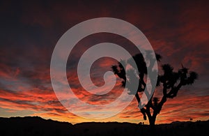 A Lone Joshua Tree and a Dramatic Red Sunset at Joshua Tree National Park