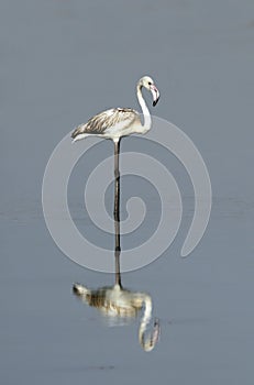 A lone Juvenile Flamingo