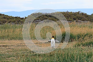 A lone King Penguin, Aptenodytes patagonicus, running across the grass at Parque Pinguino Rey, Tierra del Fuego Patagonia