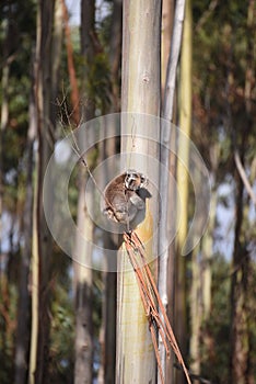 Lone Koala on a tall tree in Australia