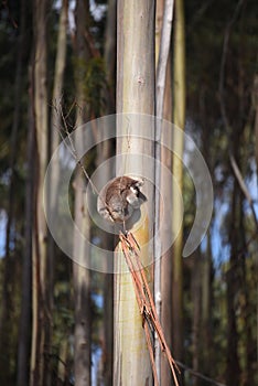 Lone Koala on a tall tree in Australia