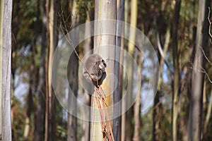 Lone Koala on a tall tree in Australia