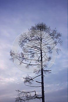 lone larch against the sunset sky in winter