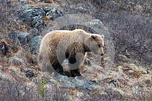 Lone Large Grizzly Bear in the mountain above the Savage River in Denali National Park in Alaska USA