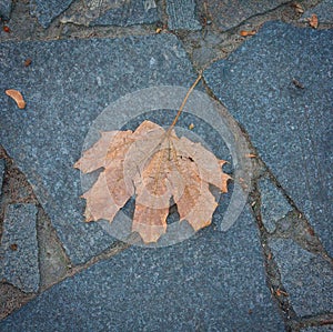 Lone leaf on the pavement