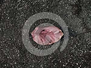 A lone leaf rests on rough pavement.