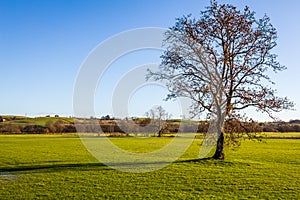 A lone leafless tree in an empty green field on a sunny winters day, Scotland