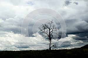 Lone leafless tree on horizon with dramatic turbulent storm clouds in the background