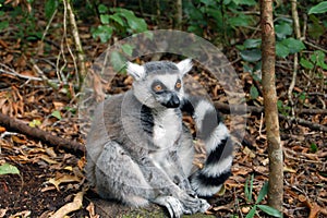 Lone lemur