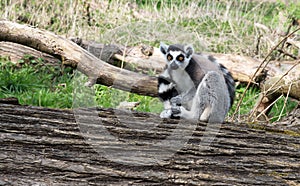 Lone Lemur sitting