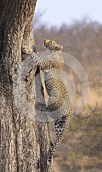 Lone leopard climbing fast up a high tree in nature during dayti