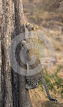 Lone leopard climbing fast up a high tree in nature during daytime