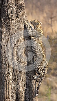 Lone leopard climbing fast up a high tree in nature during daytime