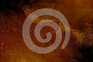 Lone Leopard at dusk