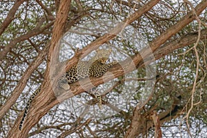 Lone leopard lying on tree at Masai Mara National Reserve Kenya