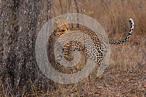 Lone leopard marking his territory on tree to keep others out