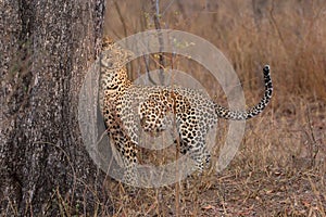 Lone leopard marking his territory on tree to keep others out