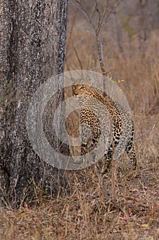 Lone leopard marking his territory on tree to keep others out